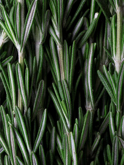 Rosemary Hair & Scalp Strengthening Oil